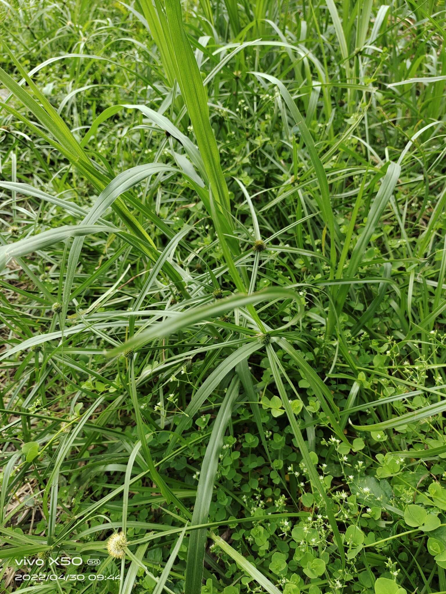 Image of Cyperus aromaticus (Ridl.) Mattf. & Kük.