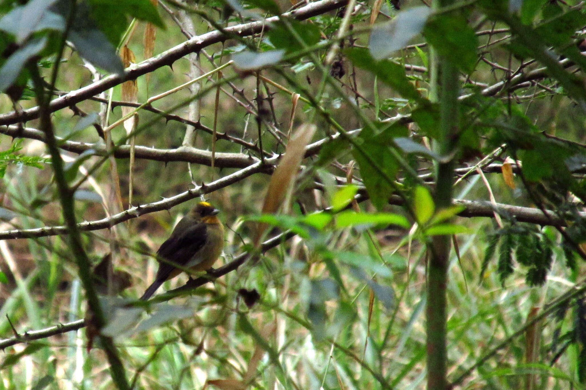 Image of Trichothraupis Cabanis 1851