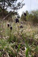 Image of Pulsatilla pratensis subsp. nigricans (Störcke) Zämelis