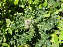 Image of edible thistle