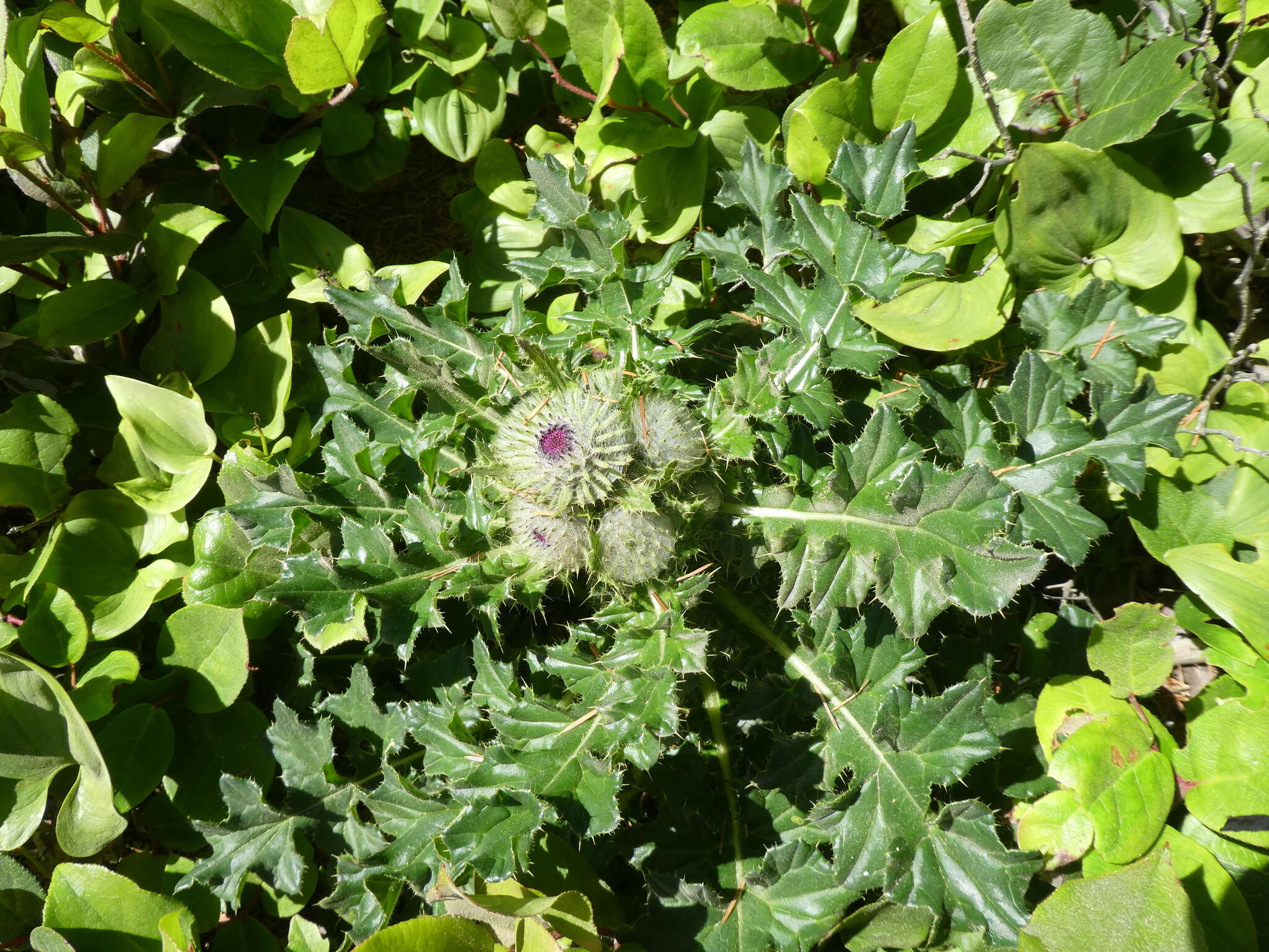 Image of edible thistle