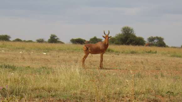 Image of Lelwel Hartebeest