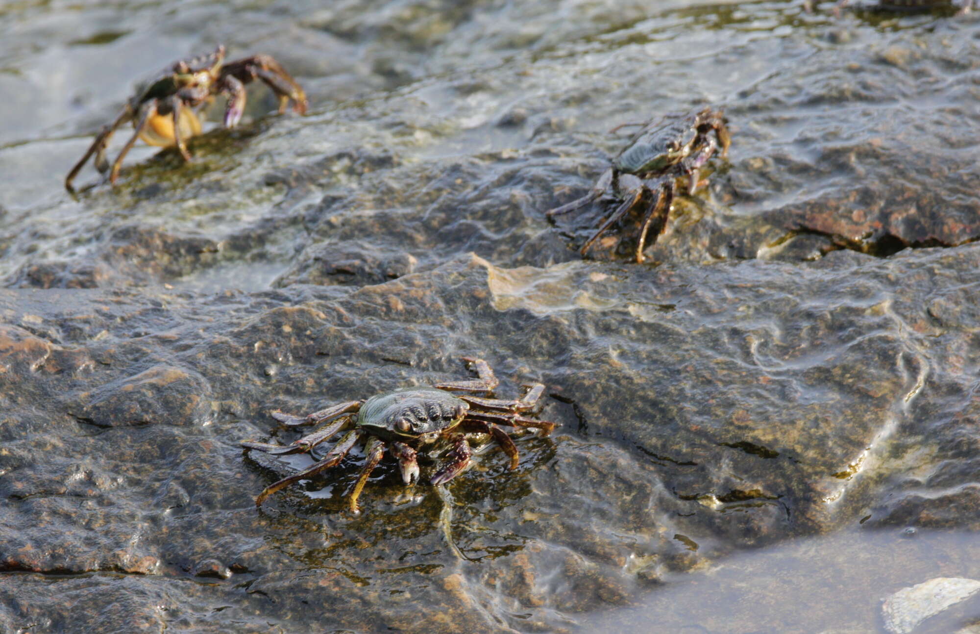 Image of Shore crab