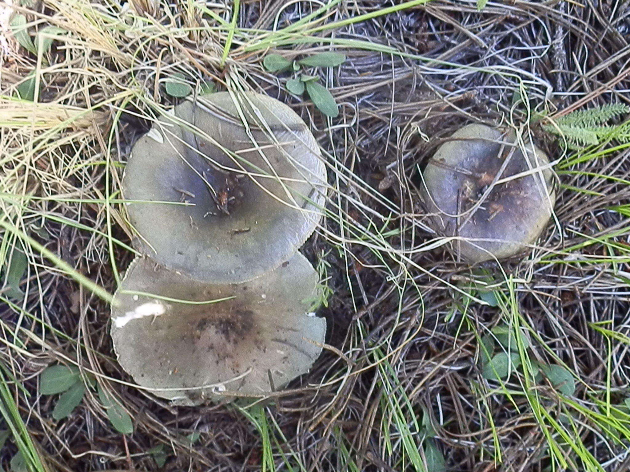 Image of Russula atroglauca Einhell. 1980