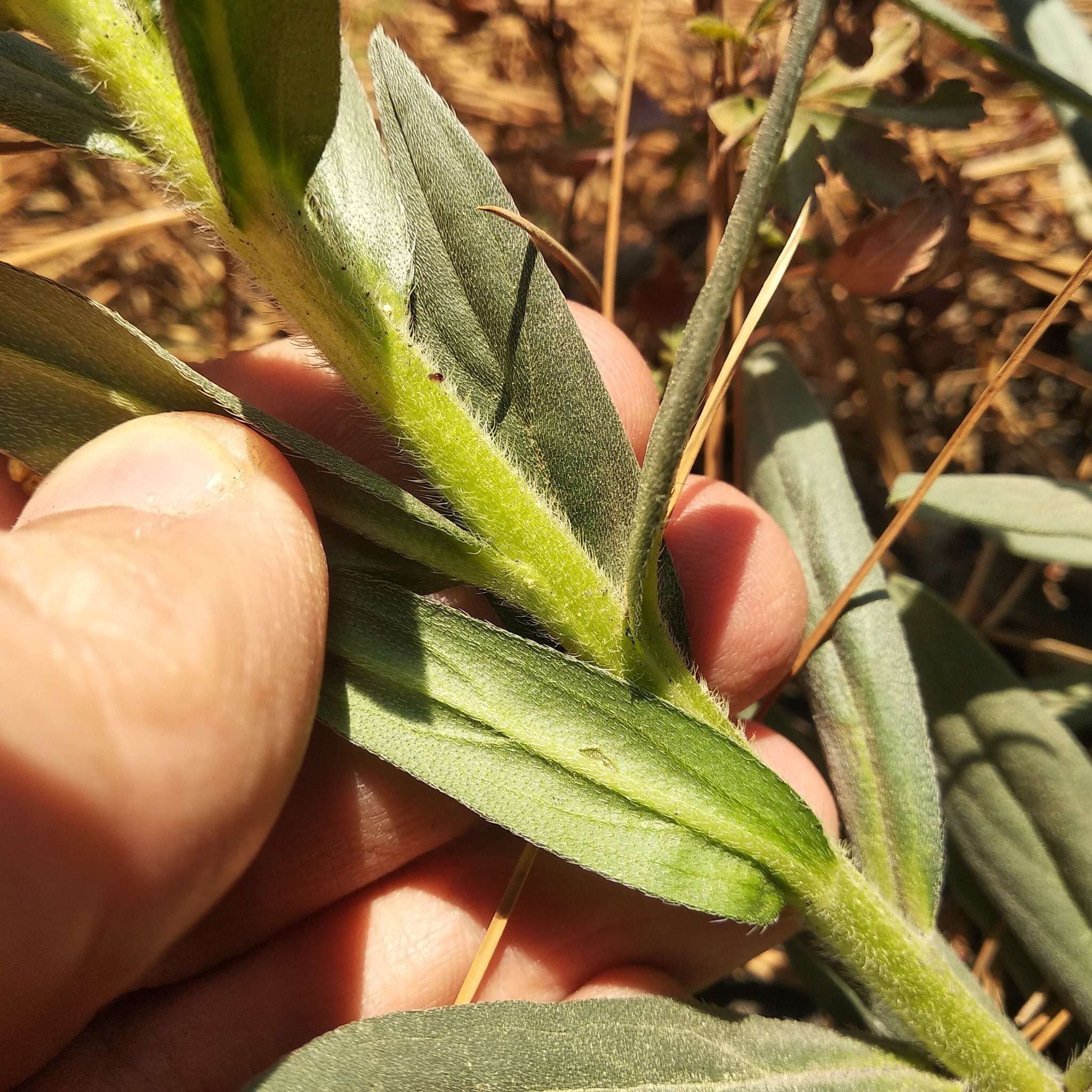 Plancia ëd Lithospermum strictum Lehm.