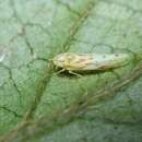 Image of Blood Spot Leafhopper