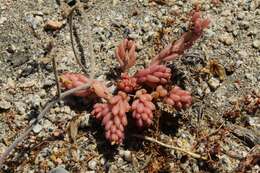 Portulaca californica D. Legrand resmi