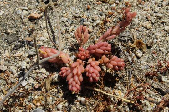 Image of Portulaca californica D. Legrand