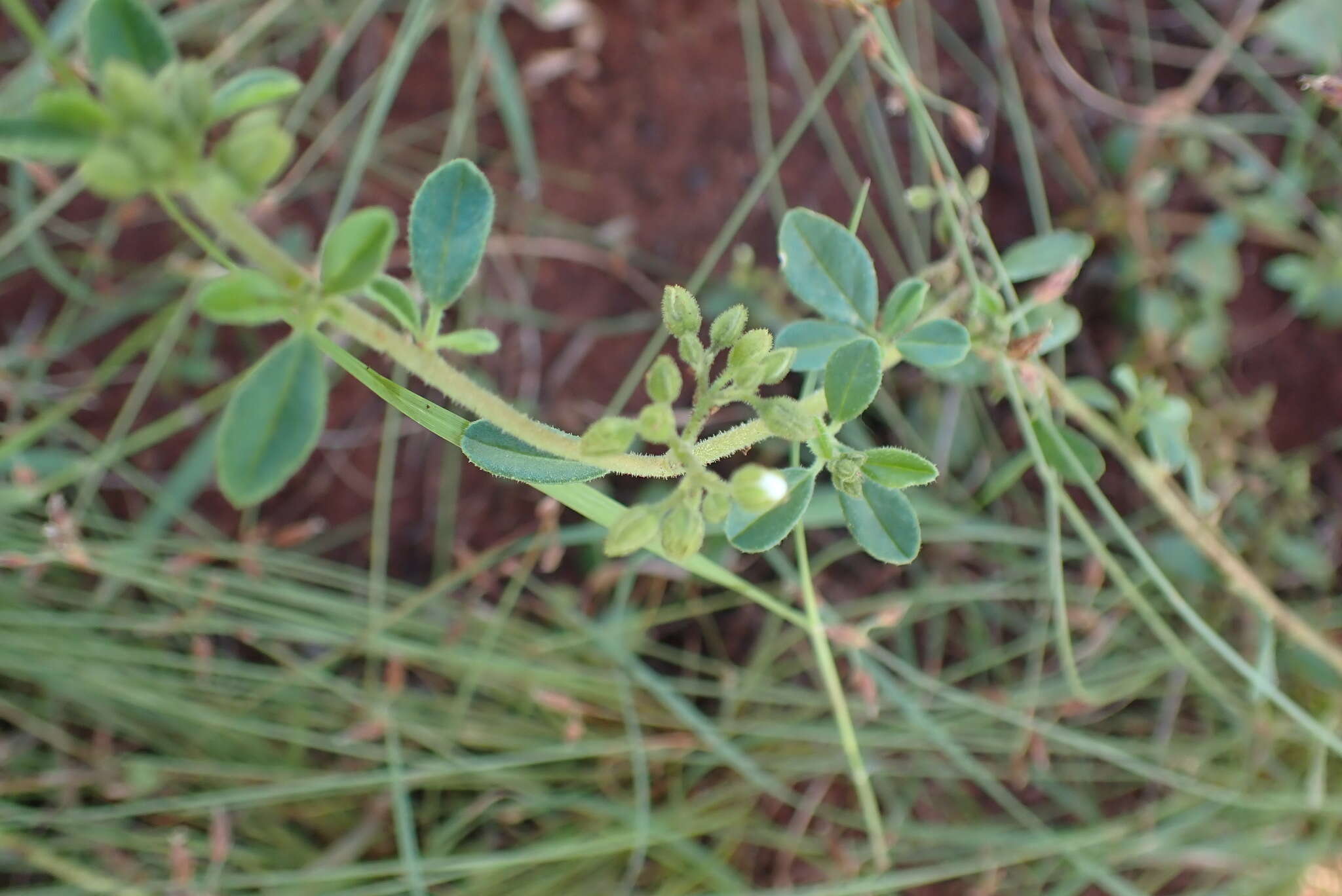 Image of Limeum viscosum subsp. transvaalense Friedr.