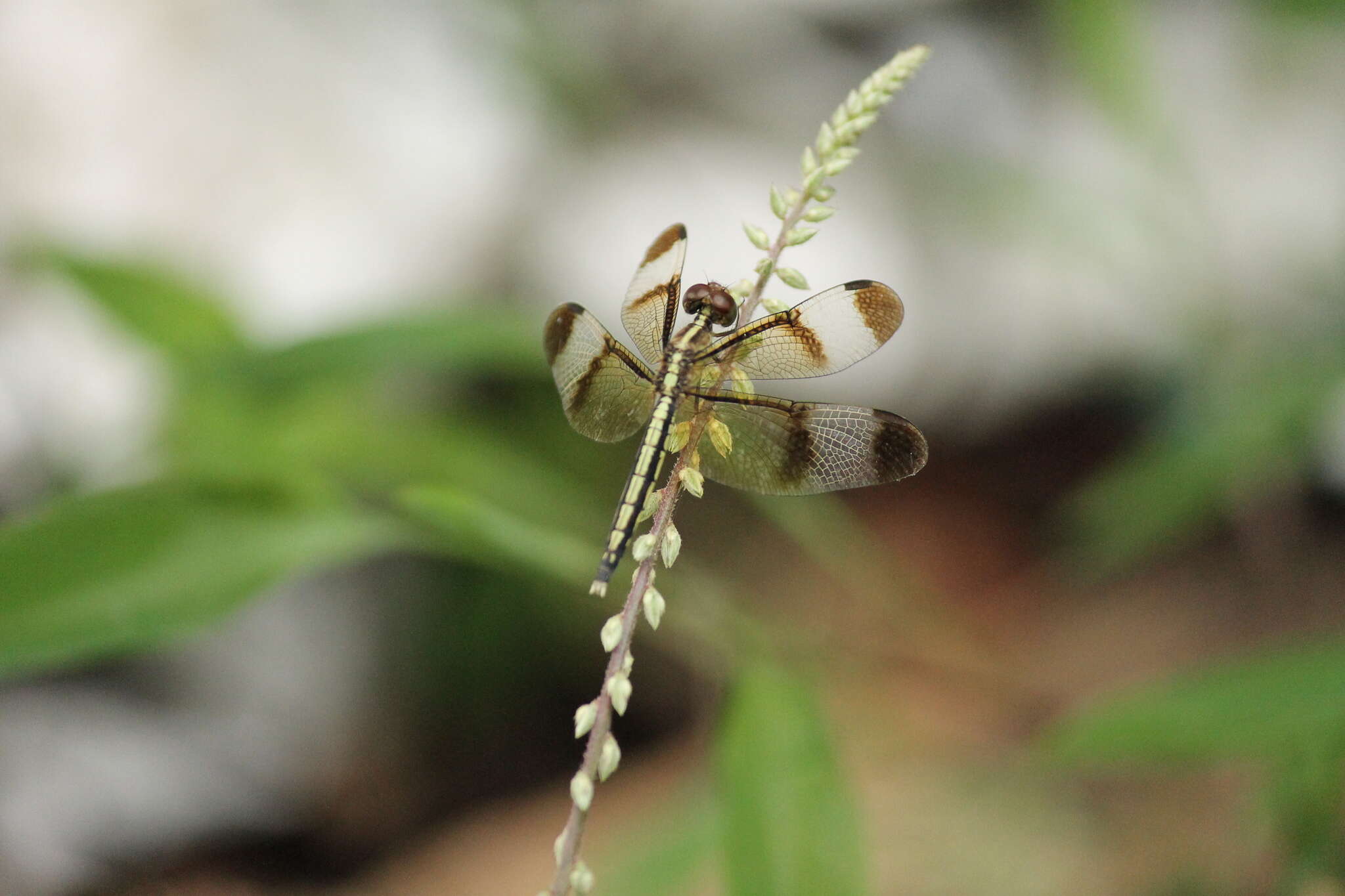 Image of Pied Paddy Skimmer