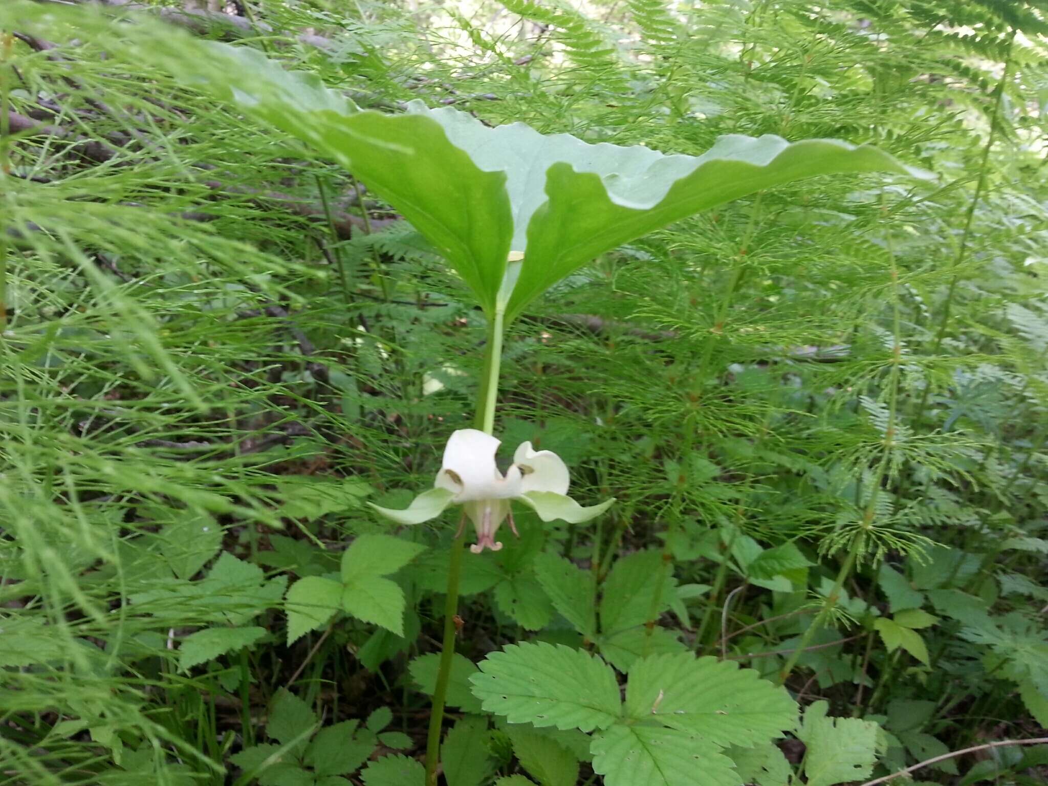 Imagem de Trillium cernuum L.