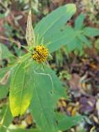 Image of purplestem beggarticks