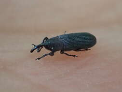 Image of Yellow toadflax stem weevil