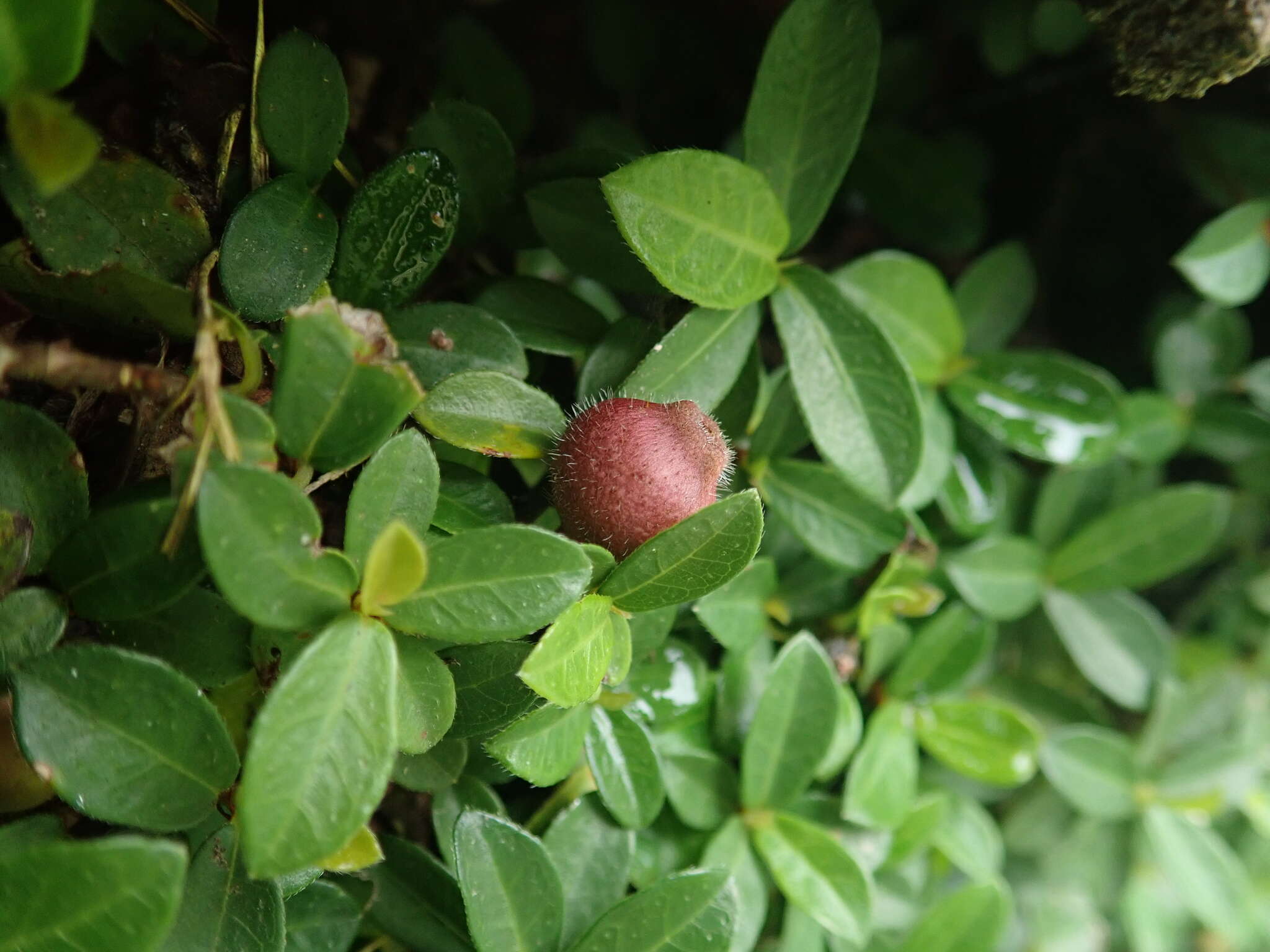 Image of Ficus vaccinioides Hemsl. & King ex King