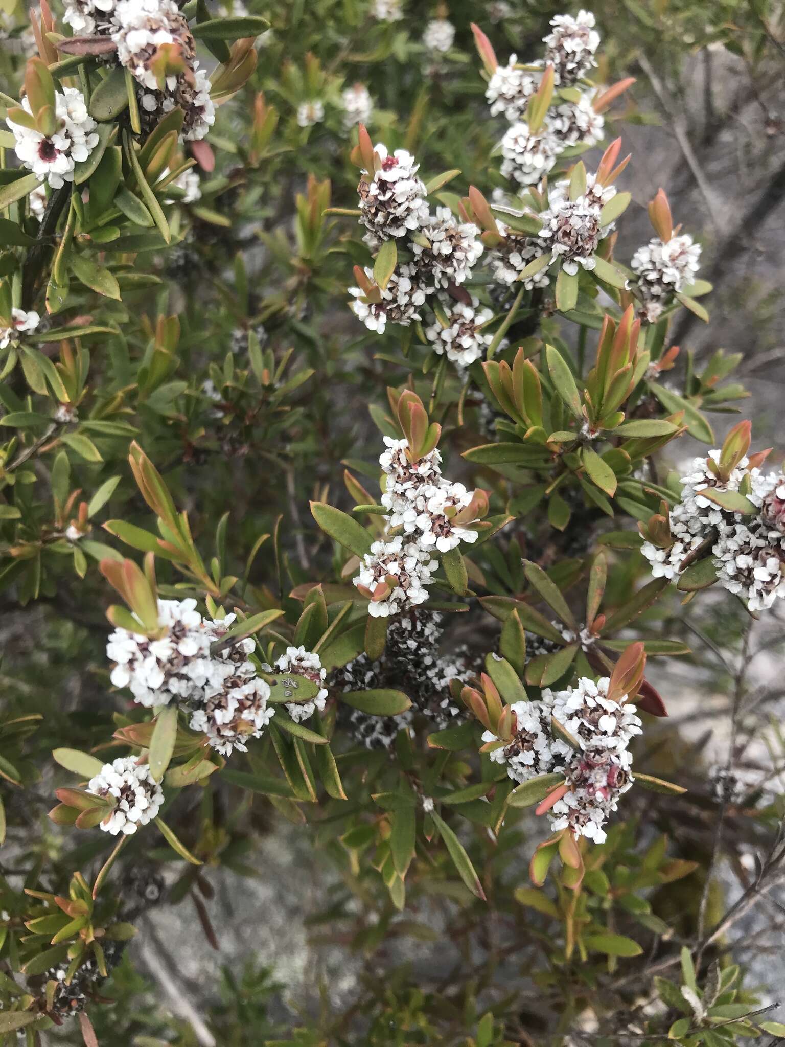 صورة Taxandria conspicua (Schauer) J. R. Wheeler & N. G. Marchant