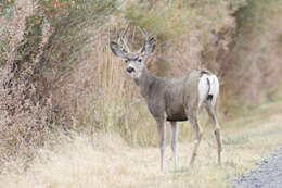 Image of Odocoileus hemionus hemionus (Rafinesque 1817)