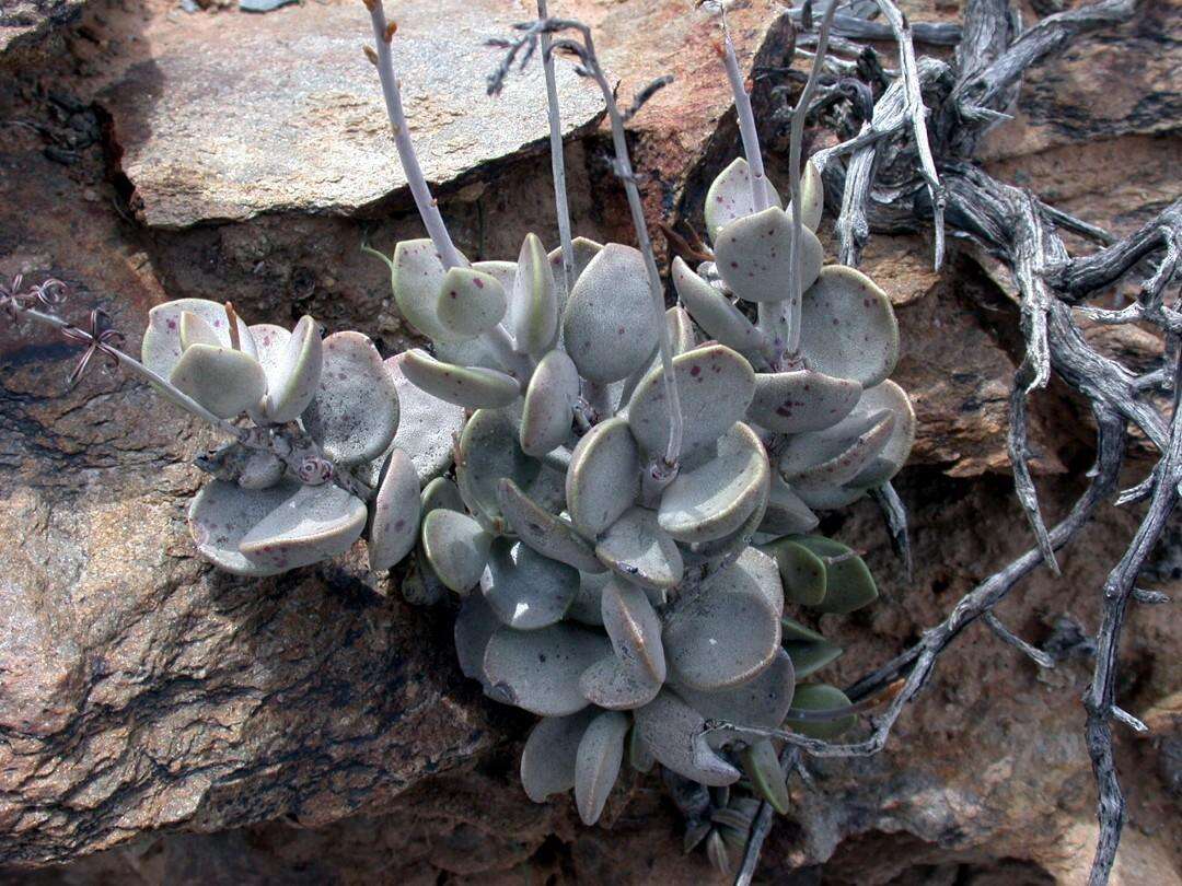 Imagem de Adromischus montium-klinghardtii (Dinter) A. Berger