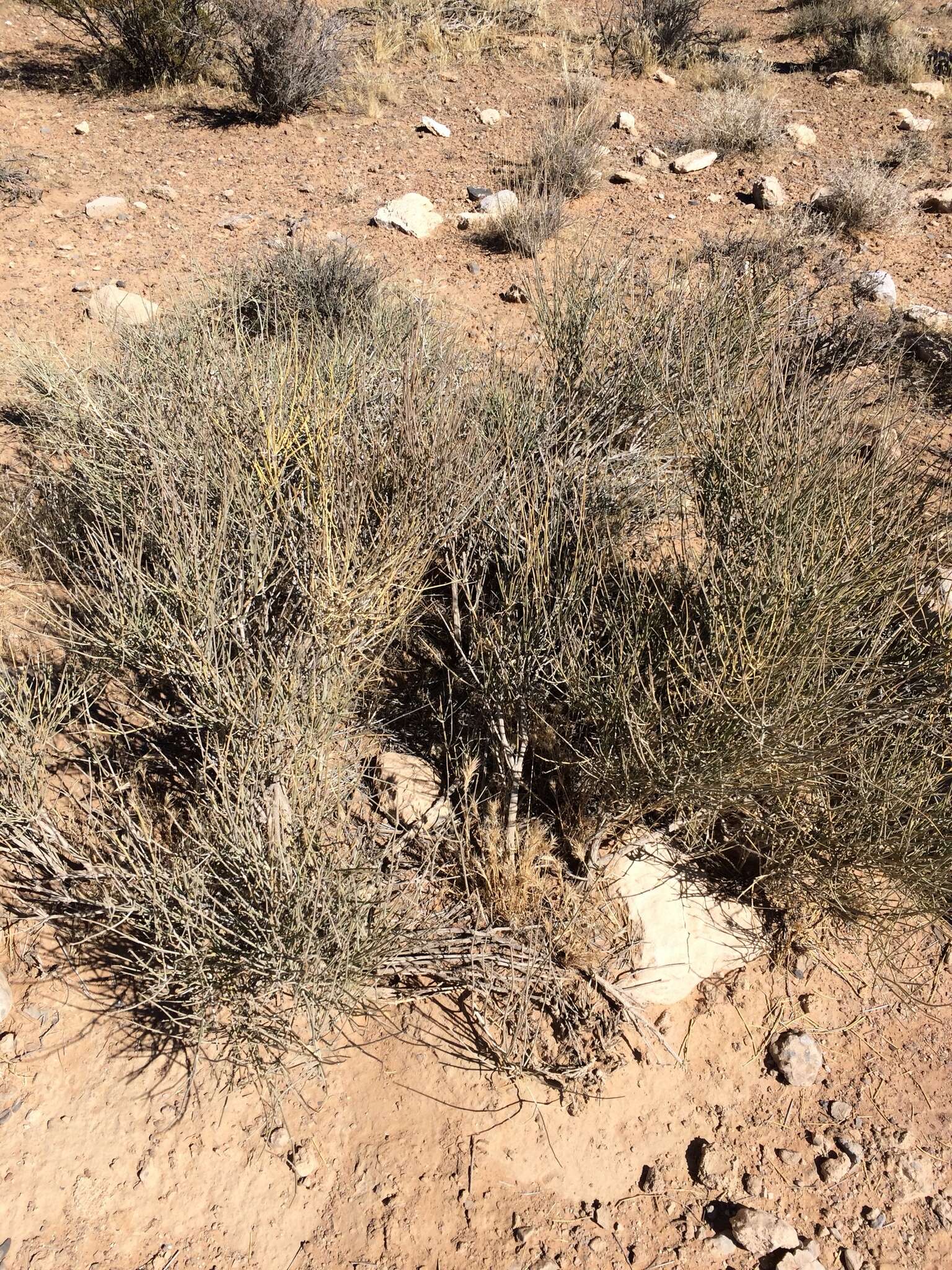 Image of Gray Ephedra