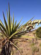 Image de Yucca faxoniana Sarg.