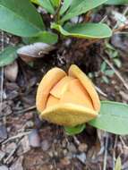 Image of Annona warmingiana Mello-Silva & Pirani