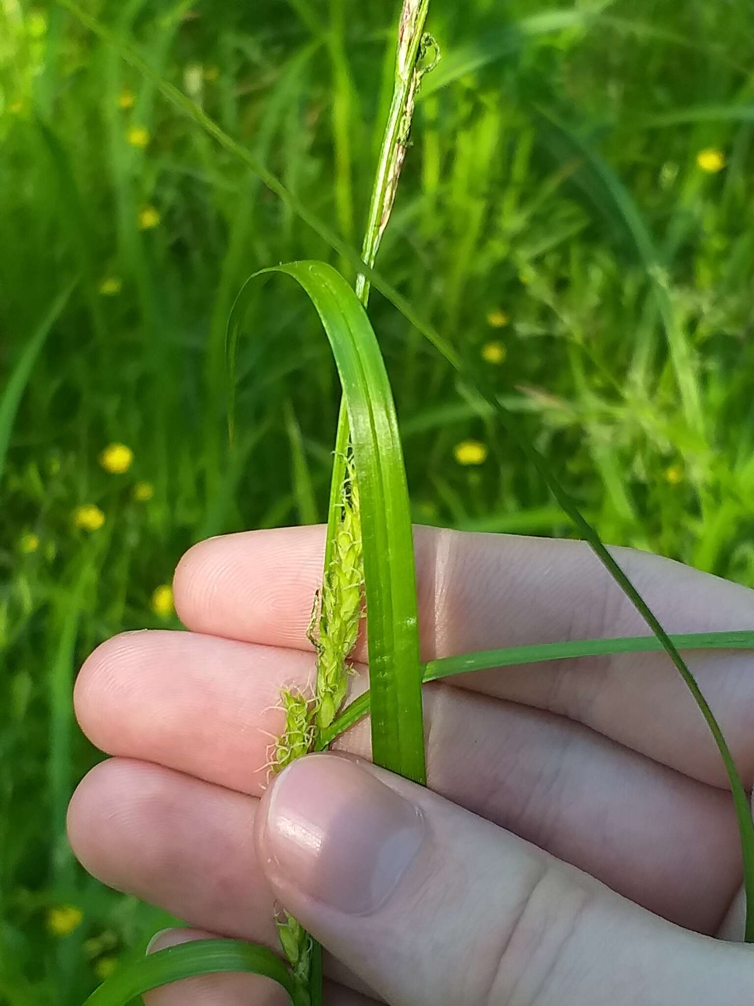 Imagem de Carex atherodes Spreng.