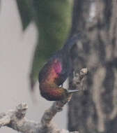Image of Copper Sunbird
