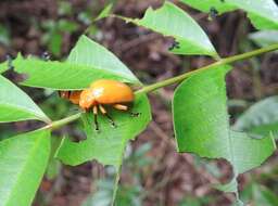 Sivun <i>Podontia lutea</i> kuva