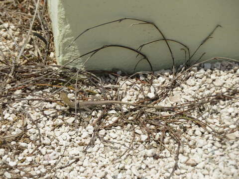 Image of Aruba Whiptail