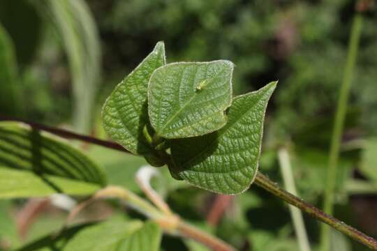 صورة <i>Phaseolus costaricensis</i>