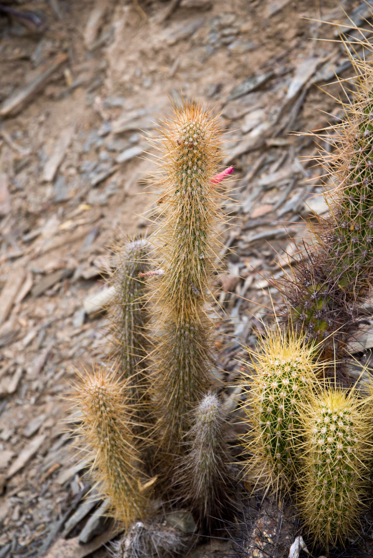 Image of Cleistocactus hyalacanthus subsp. tarijensis (Cárdenas) Mottram