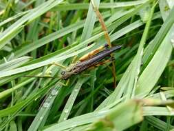 Megaulacobothrus aethalinus (Zubovski 1899) resmi