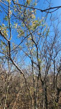 Image de Tripodanthus acutifolius (Ruiz & Pav.) van Tiegh.