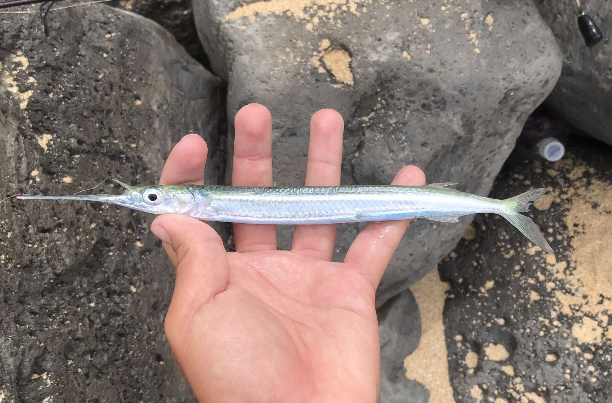 Image of Acute halfbeak