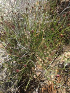 Image of San Felipe dogweed