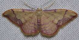 صورة Idaea ostrinaria