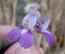 صورة Collinsia concolor Greene.