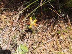 Image of Lachenalia orchioides (L.) Aiton