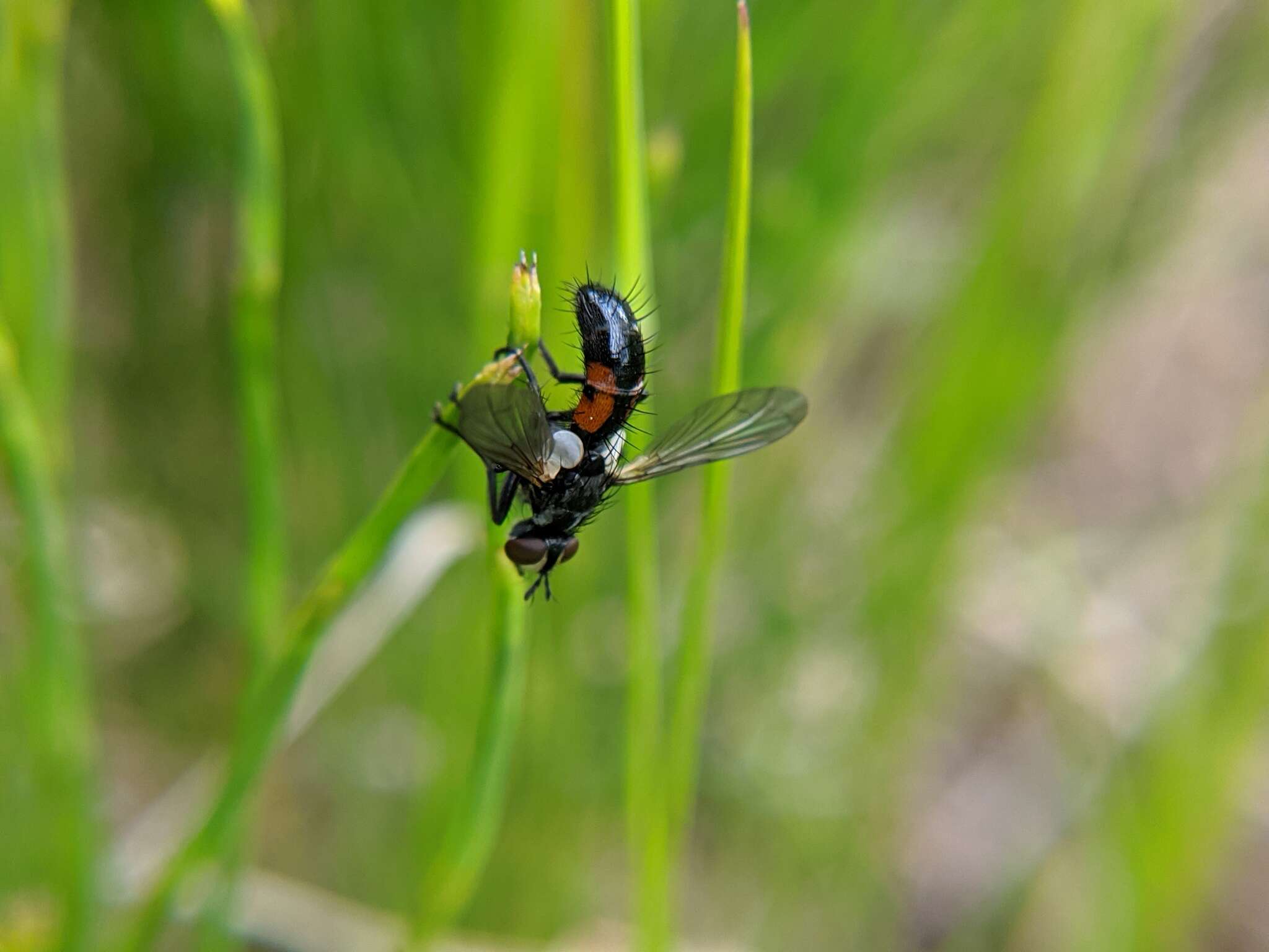 Image of Cylindromyia interrupta (Meigen 1824)