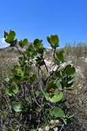 Image of Rhus muelleri Standl. & F. A. Barkley