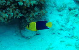 Image of Bicolor Angelfish