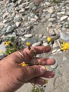 Image of common hawkweed