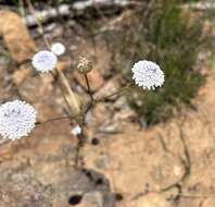 Image of Trachymene coerulea R. Grah.