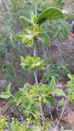 Vangueria macrocalyx Sond. resmi