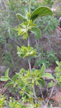 Vangueria macrocalyx Sond. resmi