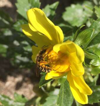 Image of Halictus scabiosae (Rossi 1790)