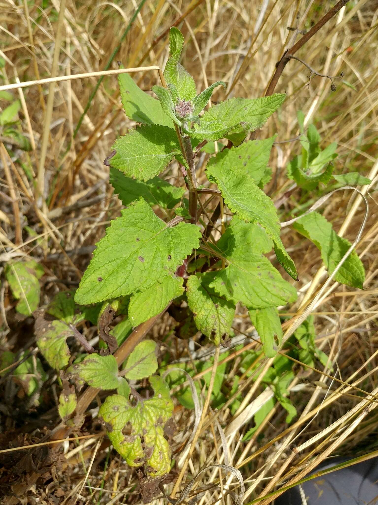 Imagem de Scrophularia villosa Pennell ex Millsp. & Nuttall