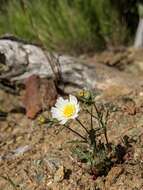 Image de Malacothrix floccifera (DC.) S. F. Blake