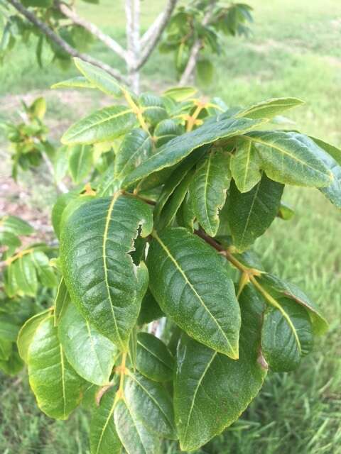 Imagem de Zanthoxylum flavum Vahl