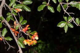 Image of Boat-fruit plane