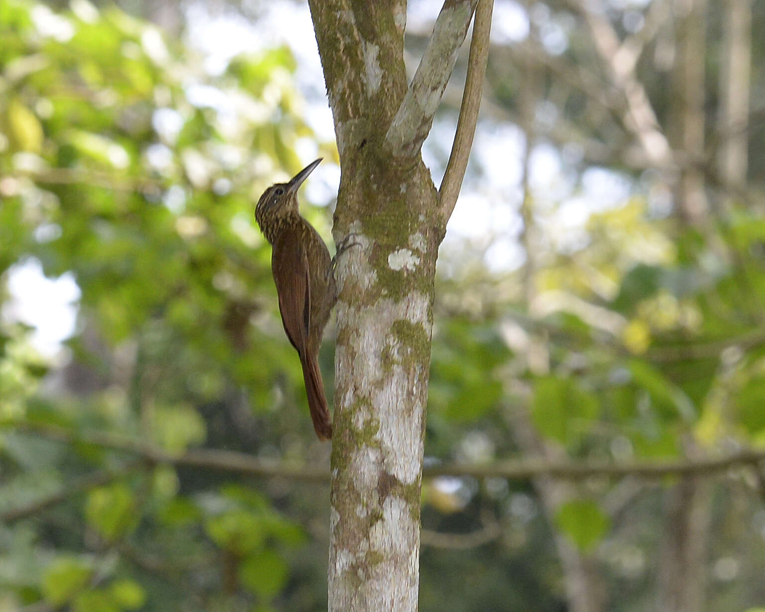 Image of Cocoa Woodcreeper